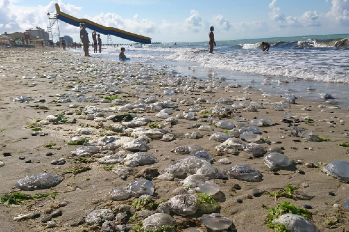 Море превратилось в кисель: В Крыму началось нашествие медуз