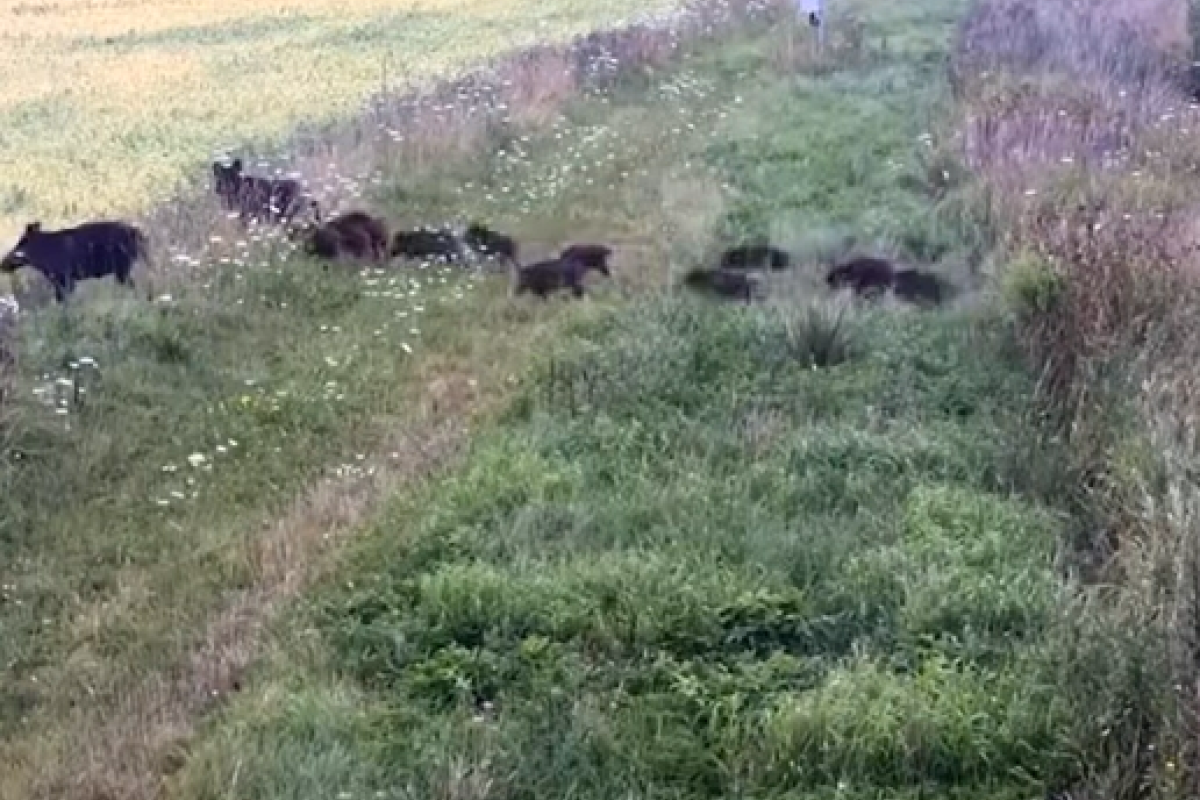 "Нашествие нелегалов": Литовские пограничники засняли на видео массовое бегство кабанов из Беларуси