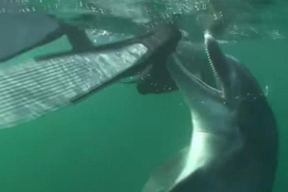 Во Франции закрыли пляж из-за дельфина-извращенца