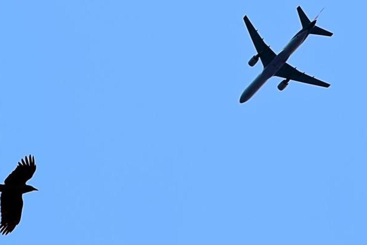 Птица пробила крыло самолета с российскими курортниками