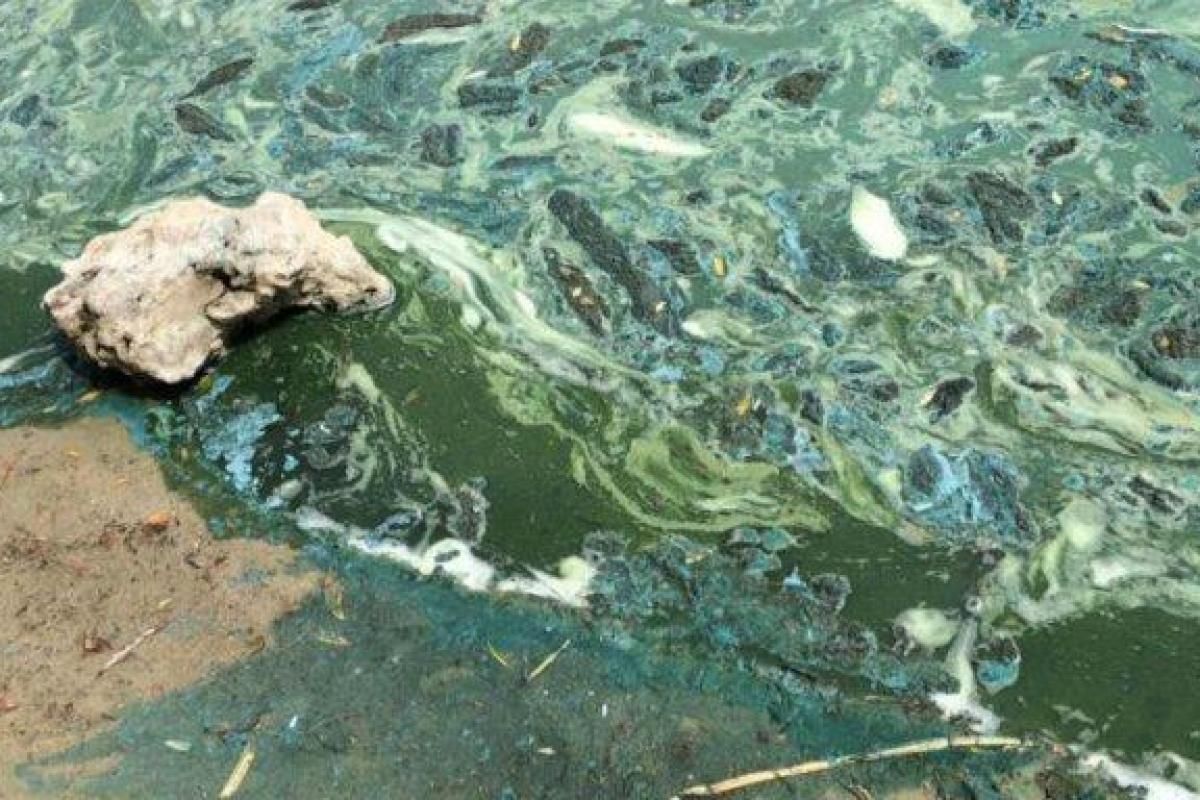 "Вызывают ожоги и аллергию": В Киеве Днепр покрылся токсичными водорослями "Вызывают ожоги и аллергию": В Киеве Днепр покрылся токсичными водорослями
