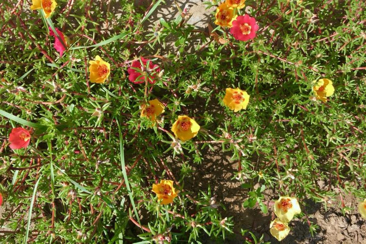 Синоптик озвучила прогноз погоды в Украине на ближайшие дни Синоптик озвучила прогноз погоды в Украине на ближайшие дни