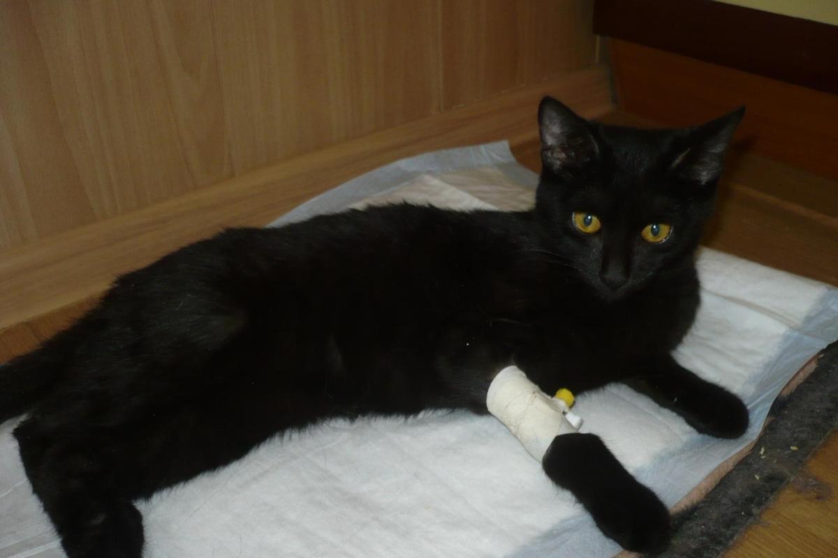 В России домашнего кота выбросили с 6-го этажа: соседи в шоке