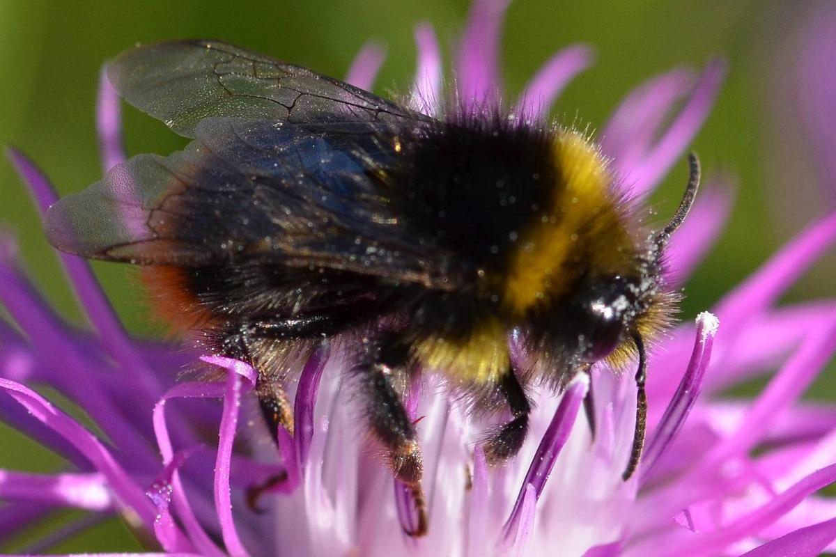 "Это похороны с почестями или маринад?": В сети появилось видео, как муравьи несут лепестки цветов к умершему шмелю "Это похороны с почестями или маринад?": В сети появилось видео, как муравьи несут лепестки цветов к умершему шмелю