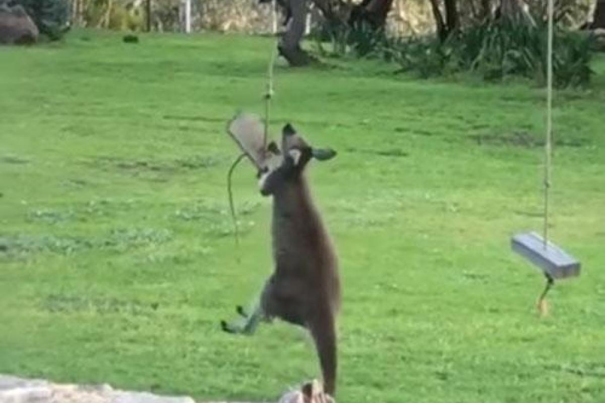 В Австралии кенгуру не смог покататься на качелях и "ушел" в расстроенных чувствах