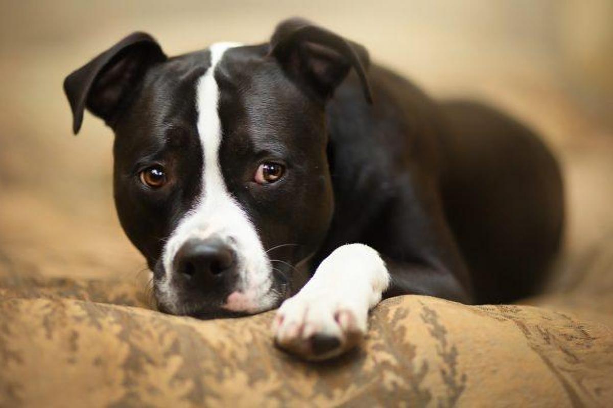 В России пес сидел и наблюдал, как женщины избивают его хозяйку В России пес сидел и наблюдал, как женщины избивают его хозяйку