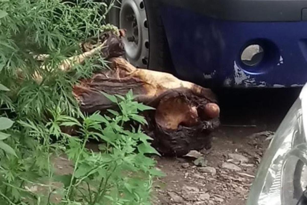 Россиянка жила с трупом мужа ради пенсии