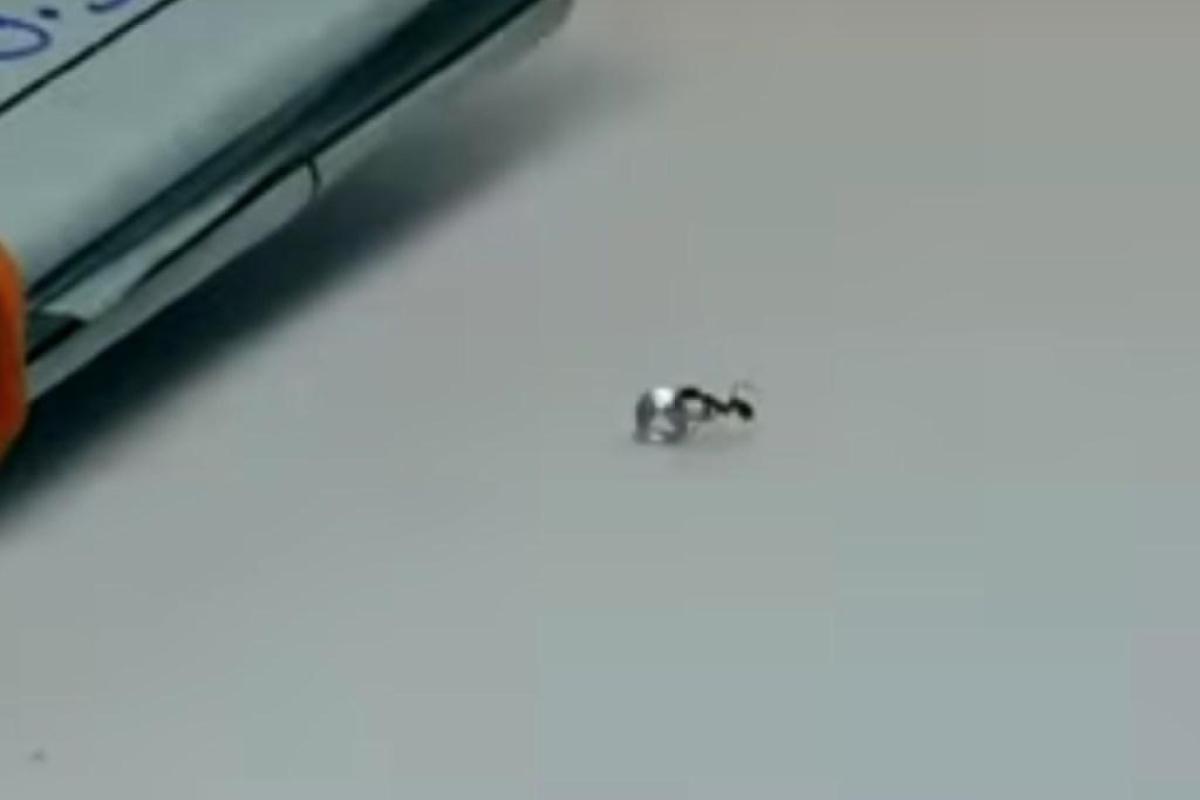 Как объяснить боссу, что бриллиант украл муравей: видео, которое взорвало сеть Как объяснить боссу, что бриллиант украл муравей: видео, которое взорвало сеть