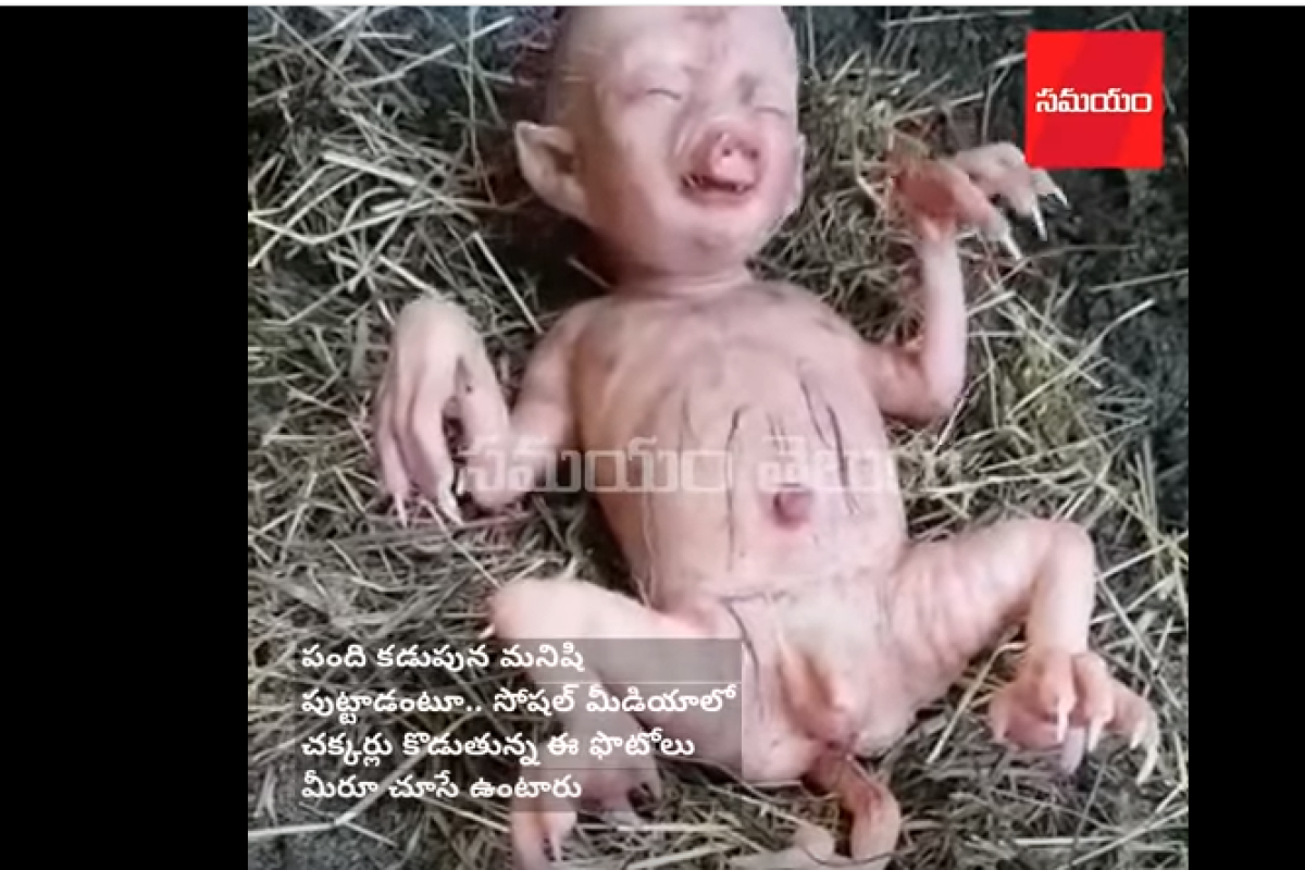 В Кении родился поросенок с человеческим лицом: видео