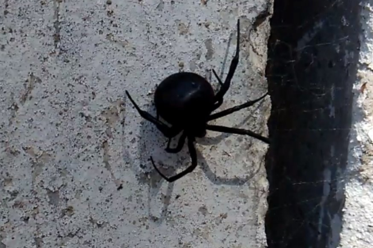 На Донбассе появился опасный паук черная вдова