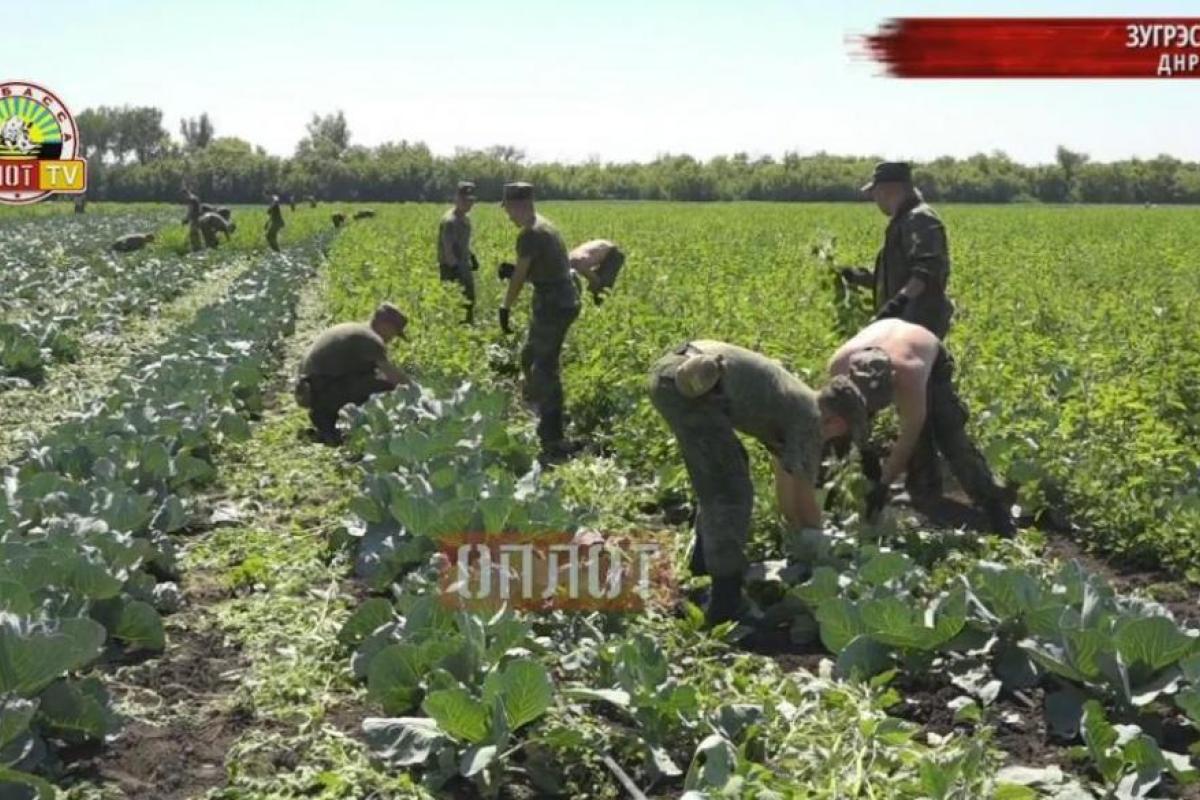 "Назад в СССР": Курсантов военного училища в "ДНР" вывезли на принудительные полевые работы