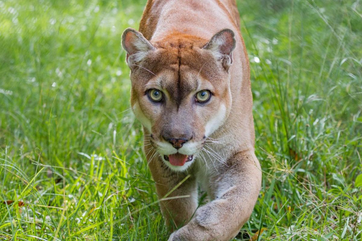 В Подмосковье сбежавшая пума пробралась на участок и напала на собаку