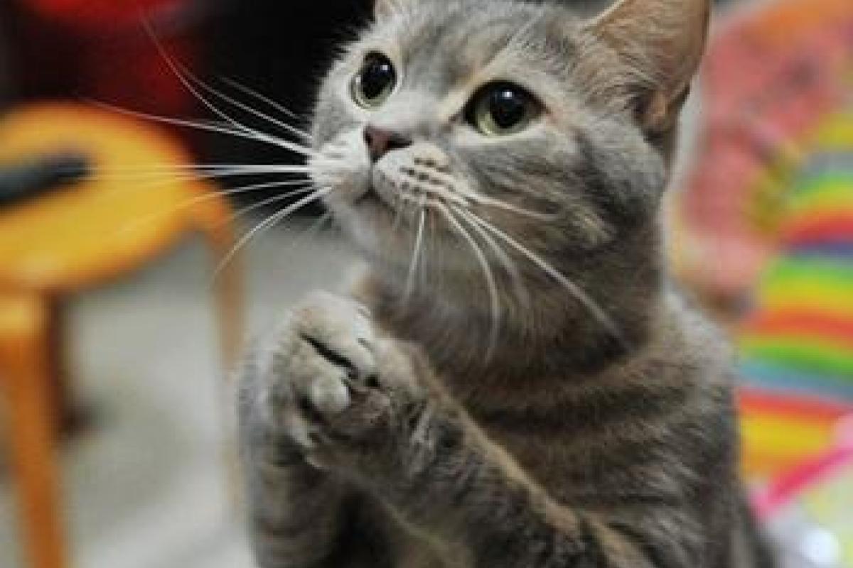 "Мы ненавидим кошек": В Новой Зеландии хотят запретить заводить этих домашних животных