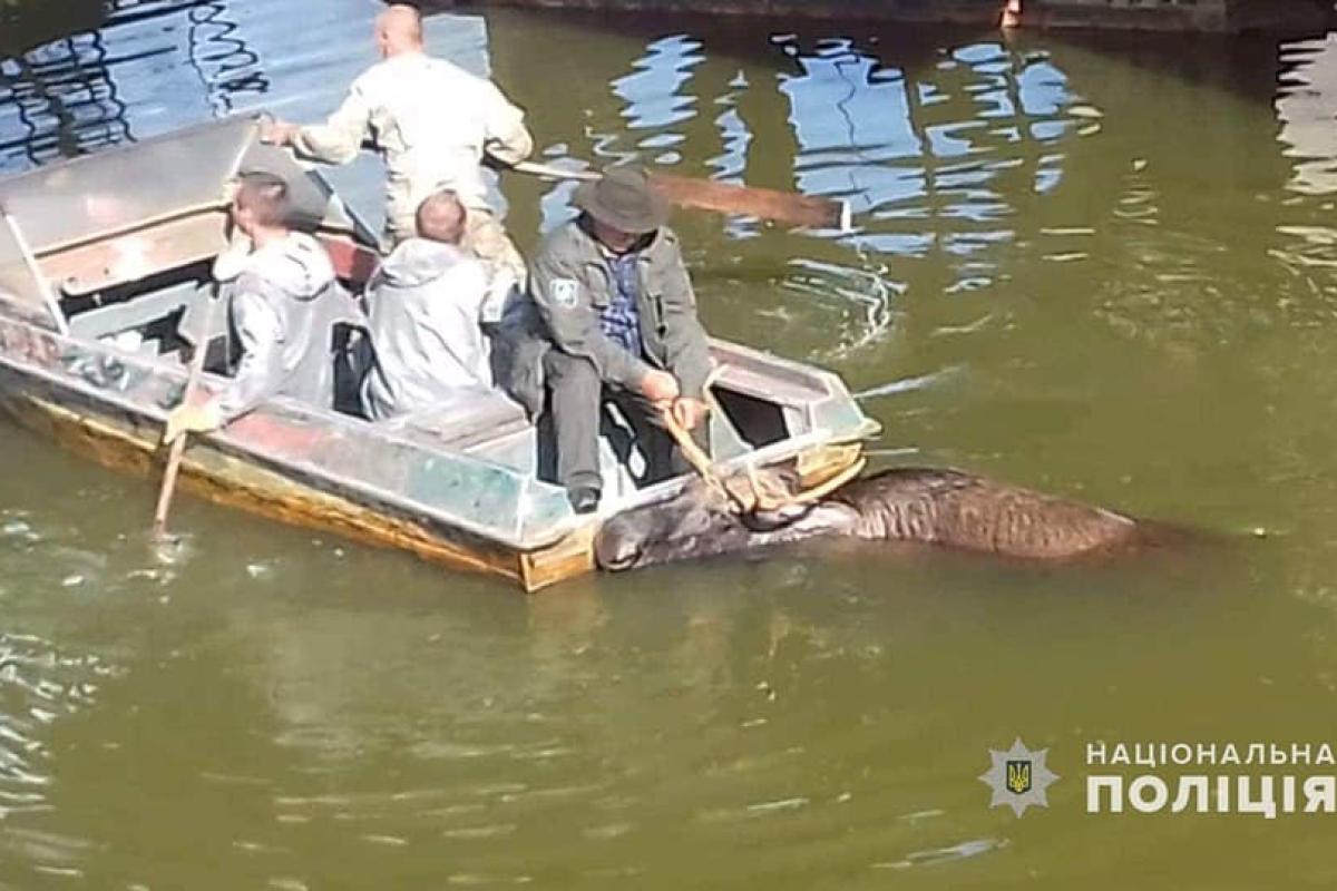 На ЧАЭС из радиоактивного водоема вытащили лося На ЧАЭС из радиоактивного водоема вытащили лося