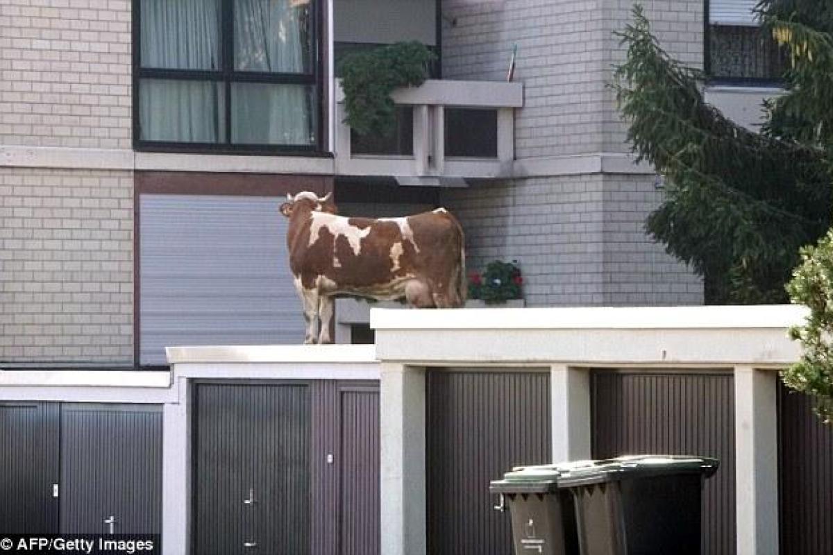 В Германии сбежавшую корову нашли на крыше гаража