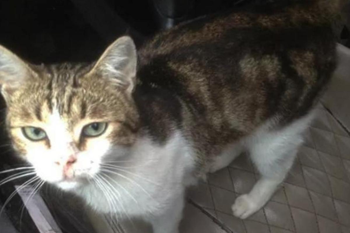 В Великобритании кот принес домой пакет с наркотиками