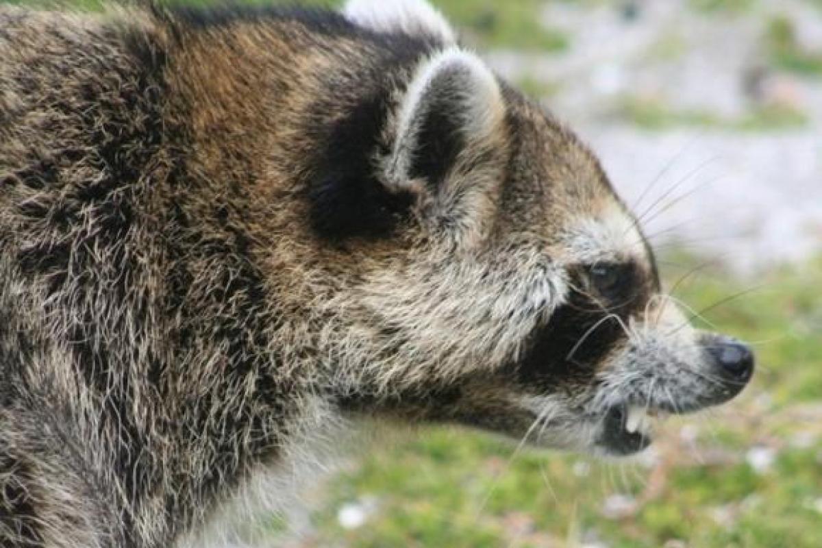 В США енот-экстремал упал с девятого этажа и остался жив