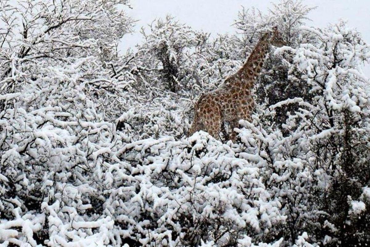 На Африканском континенте выпал снег - опубликованы фото и видео