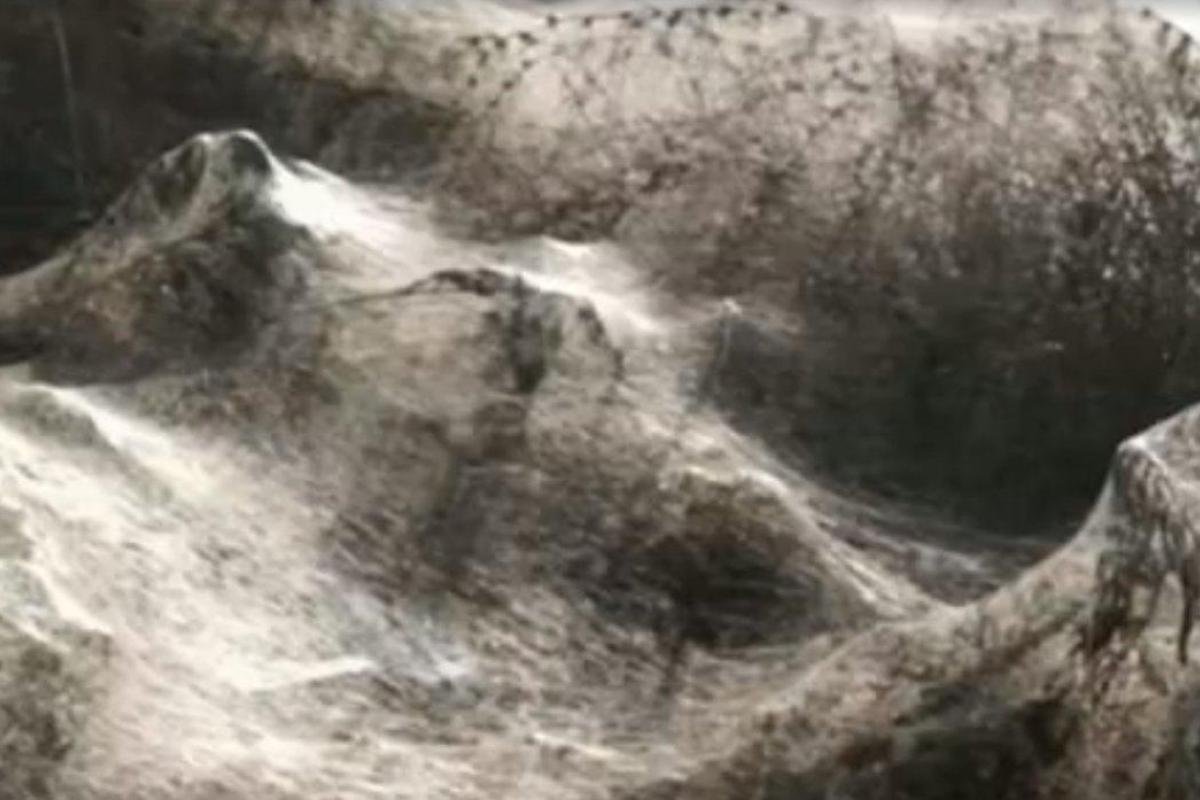 Пауки покрыли густой паутиной сотни метров побережья Греции: кадры