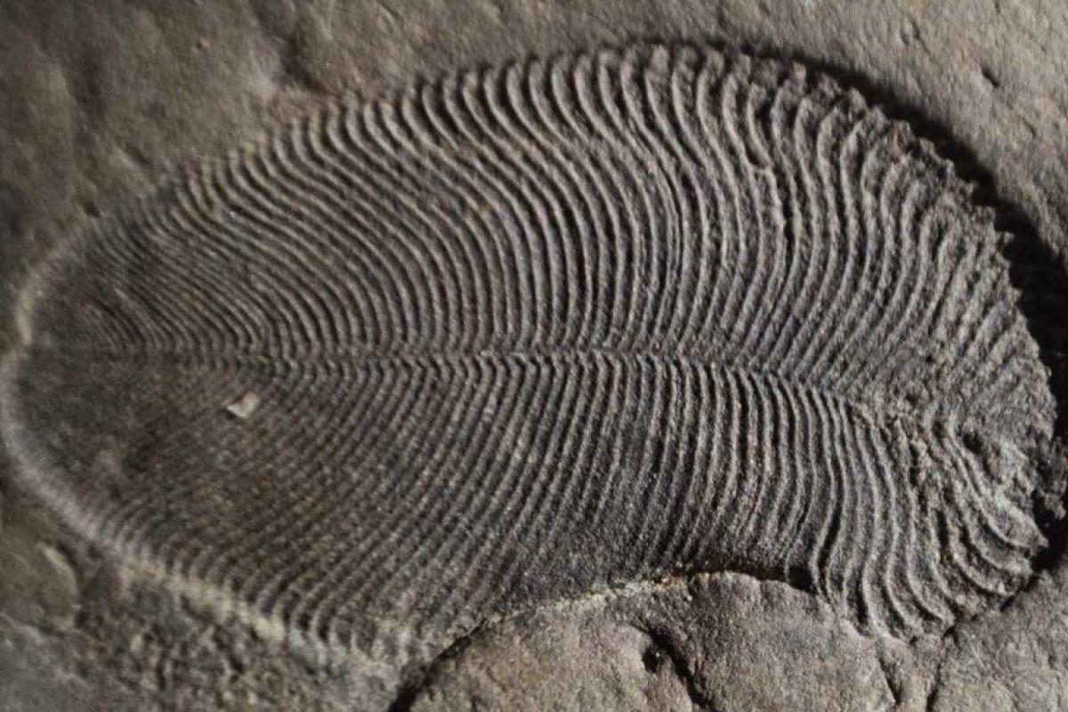 Палеонтологи нашли окаменелость старейшего в мире ископаемого животного