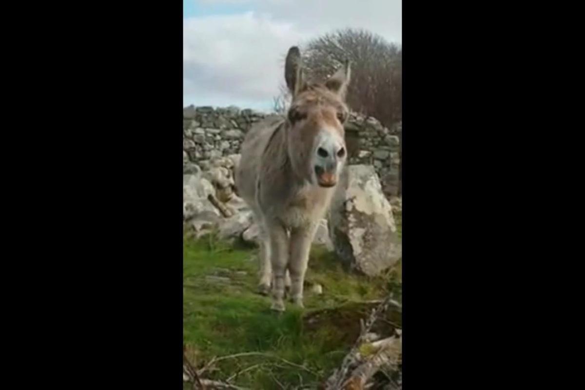 Ирландская ослиха с талантами оперной певицы стала звездой сети Ирландская ослиха с талантами оперной певицы стала звездой сети