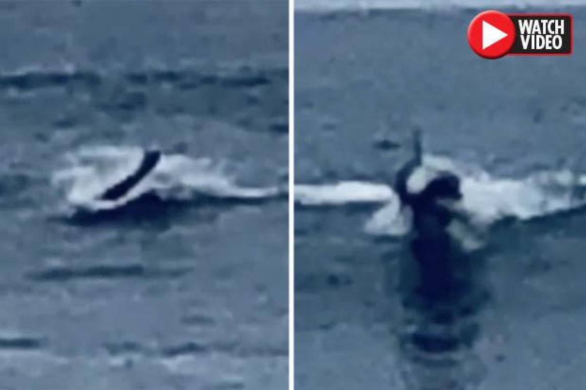 Таинственное "человекоподобное" морское существо напугало отдыхающих на пляже в Калифорнии