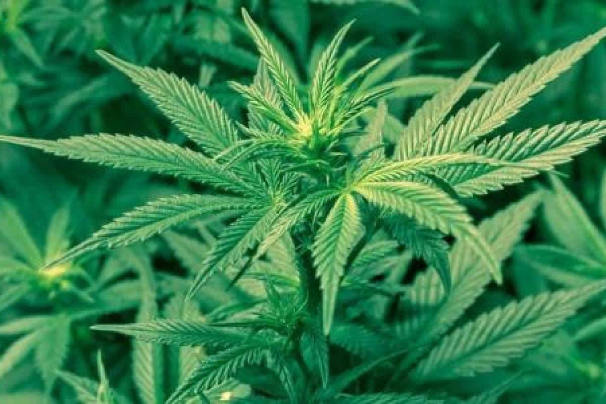 Канада полностью легализировала каннабис - Пономарь