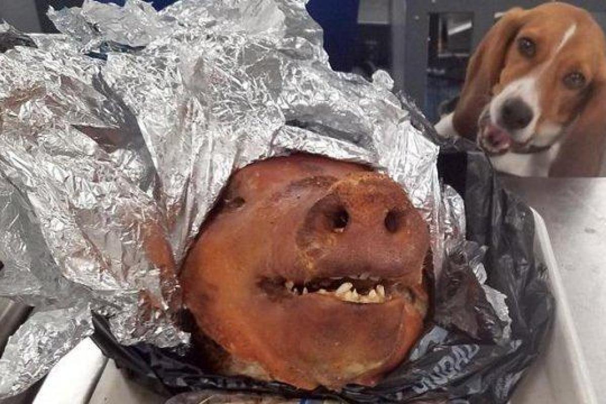 "Вирусный снимок": пес нашел запеченную свиную голову и стал звездой сети
