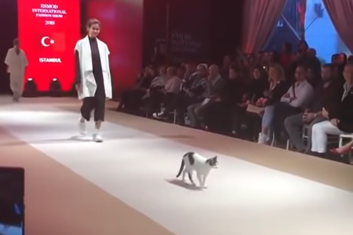 Кошка стала "звездой подиума" на турецком модном показе: видео
