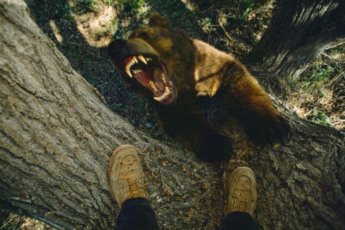 Попал в реанимацию: В США убитый медведь отомстил охотнику