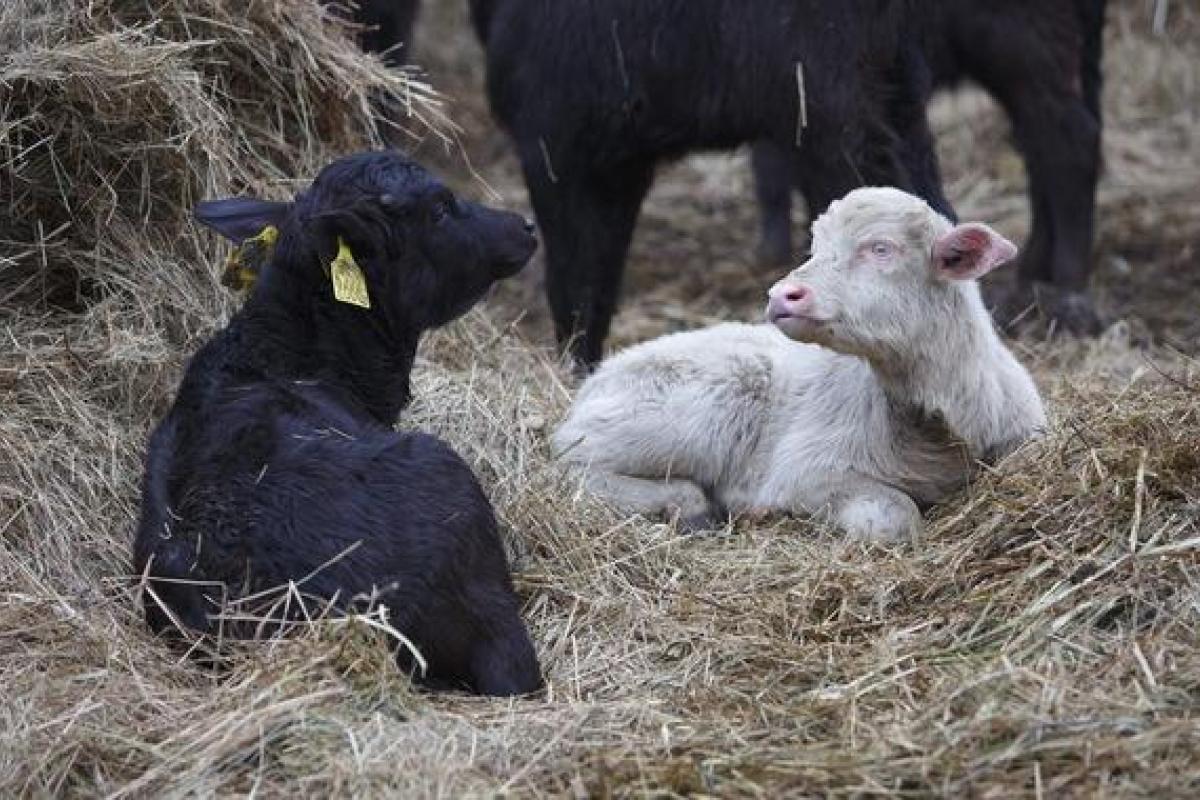 Необычный буйвол альбинос родился в Венгрии