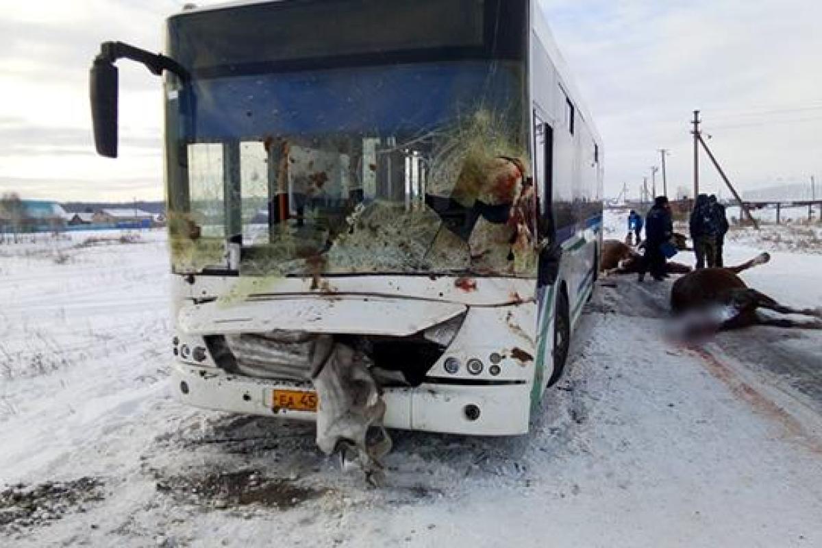 В Башкирии автобус протаранил табун лошадей В Башкирии автобус протаранил табун лошадей