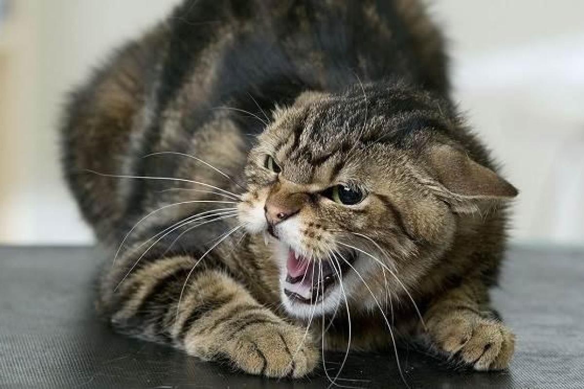 В Новодружеске ввели карантин из-за бешеного кота