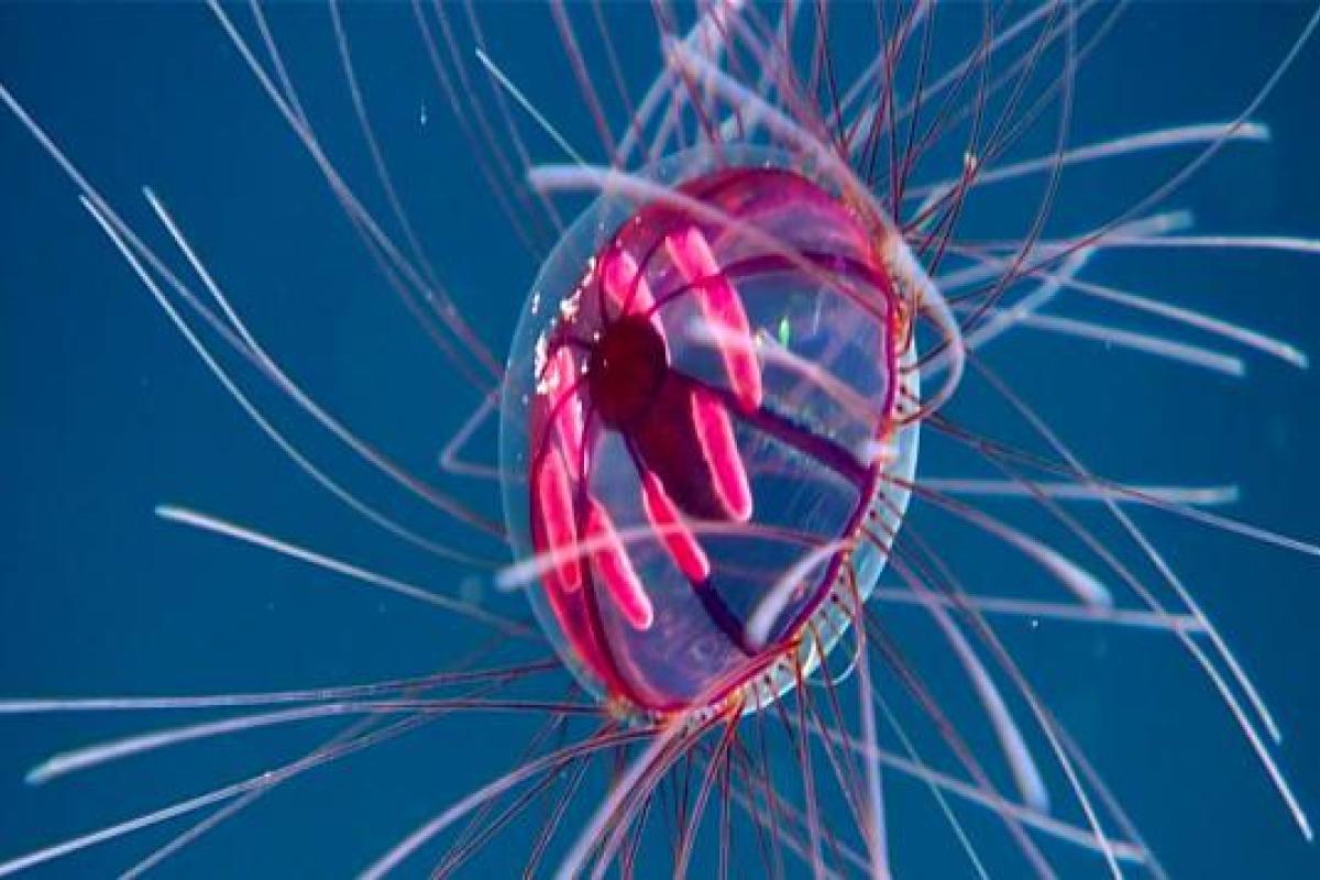 У берегов Пуэрто-Рико ученые обнаружили "психоделическую медузу"