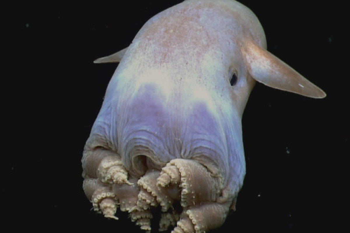 У берегов США засняли ушастого осьминога: видео