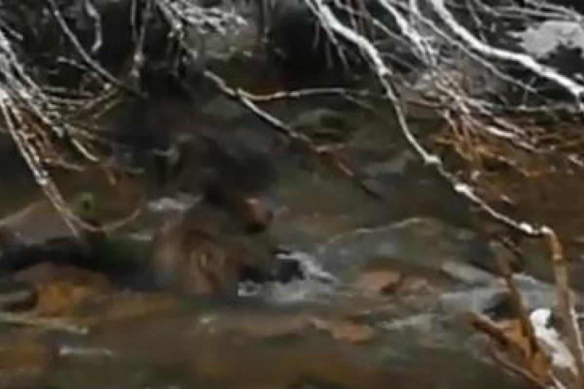 Необычная спасательная операция в Татрах: маленькому медведю помогли выбраться из горной реки