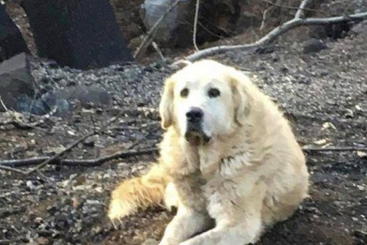 В Калифорнии собака почти месяц ждала своих хозяев у руин сгоревшего дома