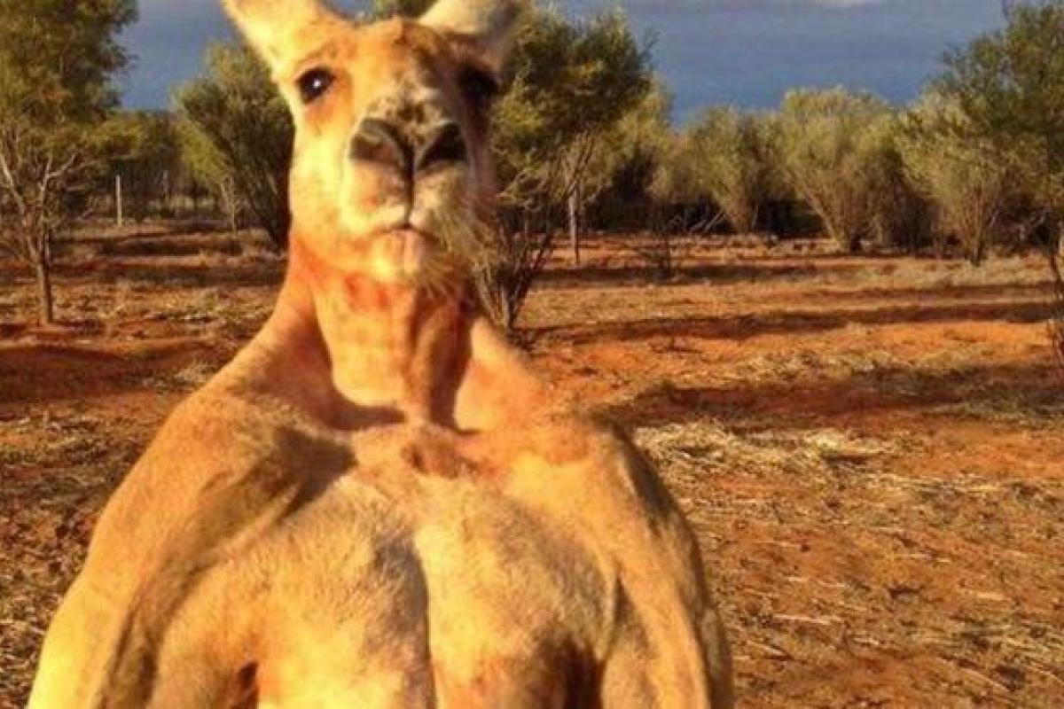 Любимец интернета кенгуру-"качок" Роджер дожил до 12 лет