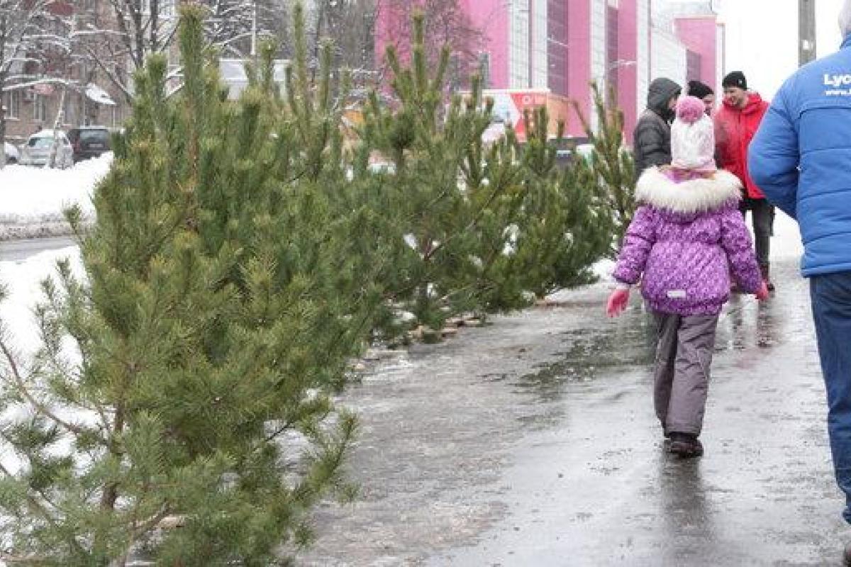 Экологи выяснили, что елка в доме может нанести вред здоровью