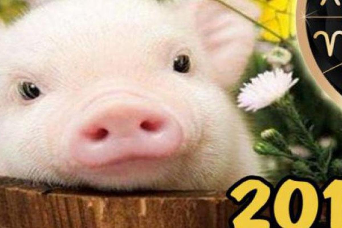 В каких цветах встречать Новый 2019 год по знакам зодиака? В каких цветах встречать Новый 2019 год по знакам зодиака?