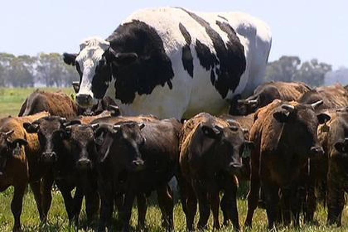 Полуторатонный австралийский вол стал местной достопримечательностью