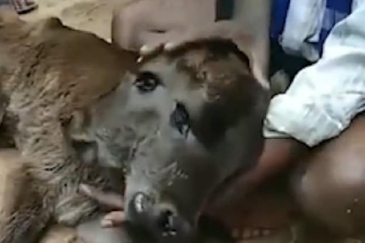 В Индии родилось необычное животное-мутант, у которого два лица, два рта, но один череп