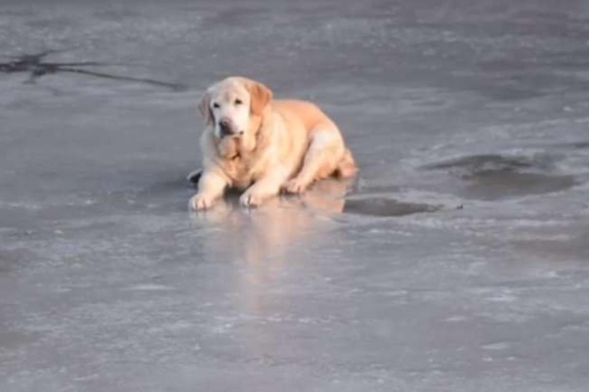 В Венгрии пожарные спасли лабрадора, который застрял на замерзшем озере