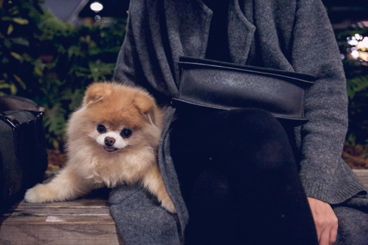 В США умер самый милый пес в мире, ставший звездой интернета