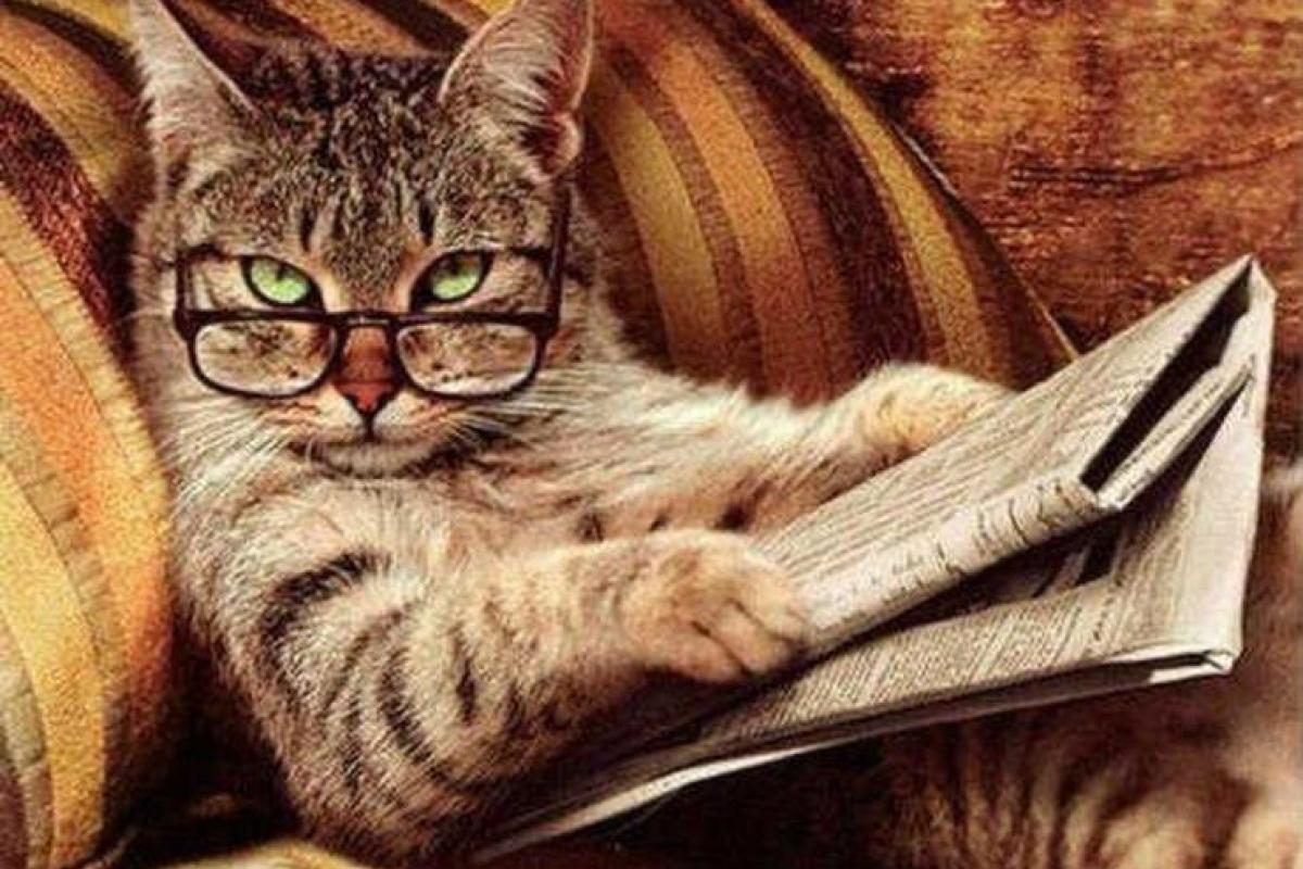 В Новой Зеландии кот 10 лет воровал газеты у соседей для хозяйки