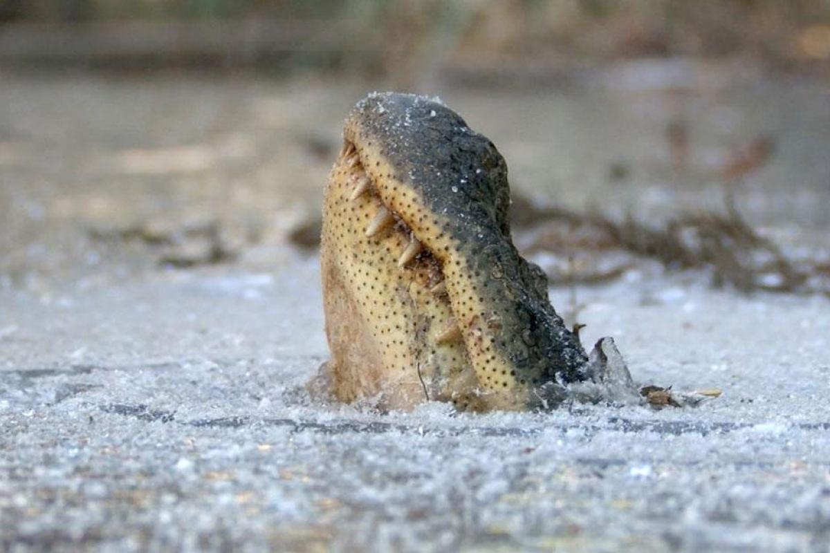 В США аллигаторы впали в спячку из-за морозов