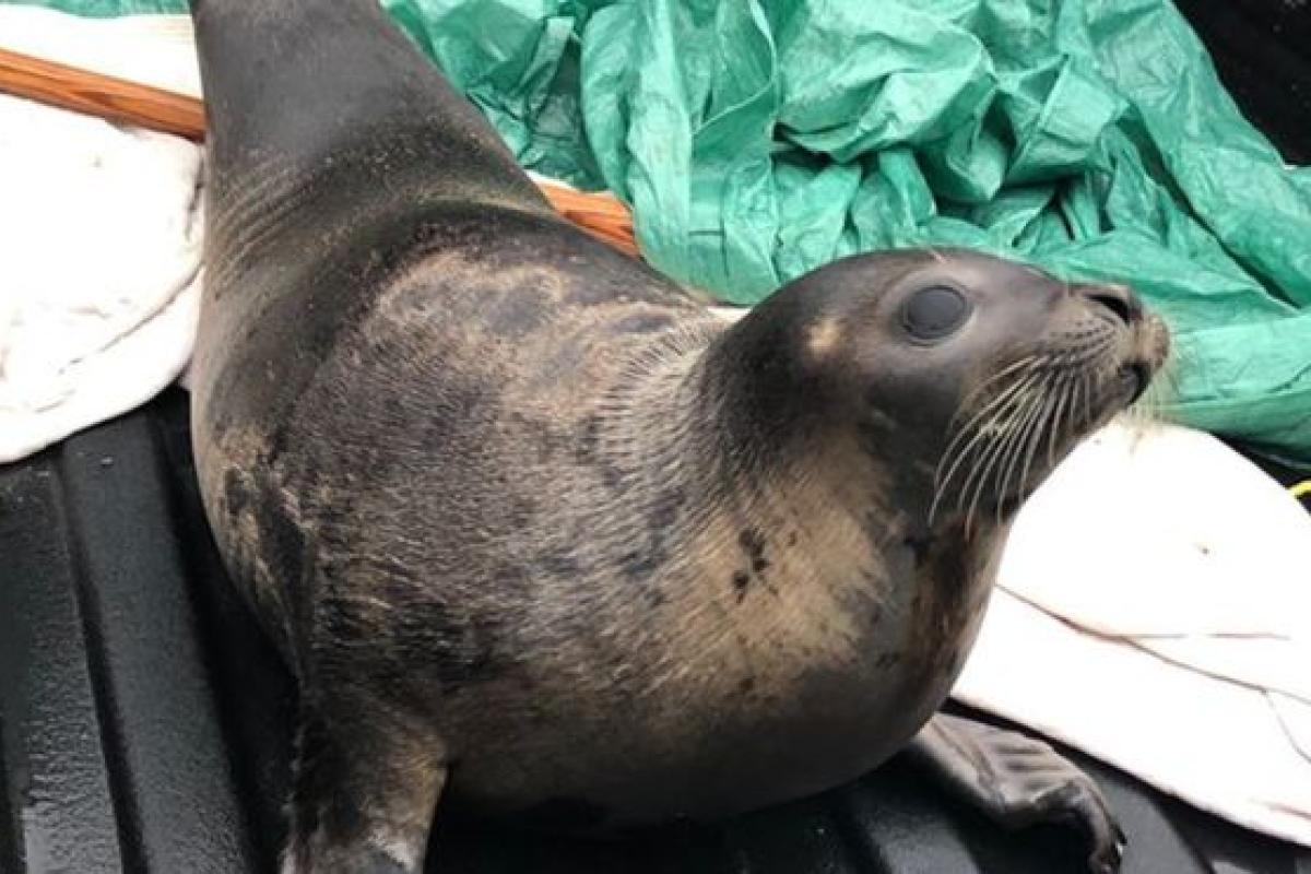 Тюлени заполонили город в Канаде