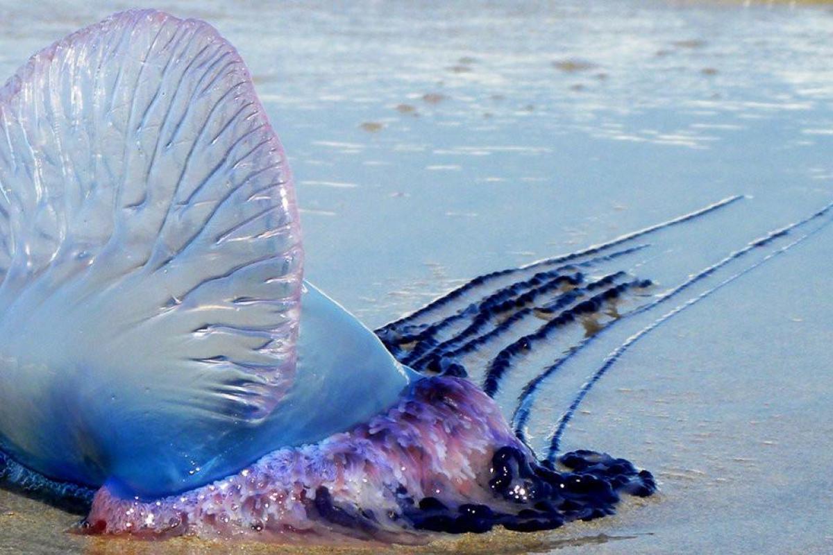 В Австралии нашествие ядовитых медуз: более 20 человек попали в больницу