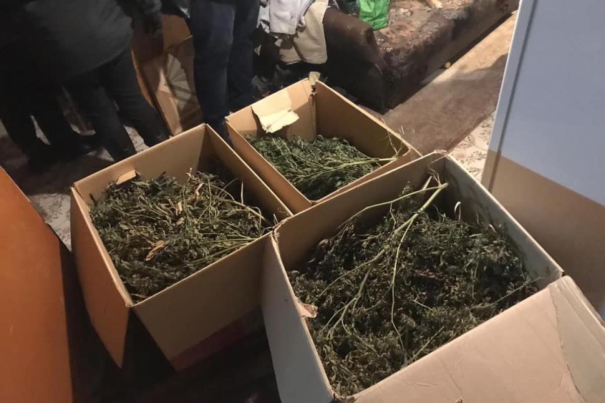 Изъяли 50 килограммов зелья: В Киевской области мужчина в комнате своего дома выращивал коноплю Изъяли 50 килограммов зелья: В Киевской области мужчина в комнате своего дома выращивал коноплю
