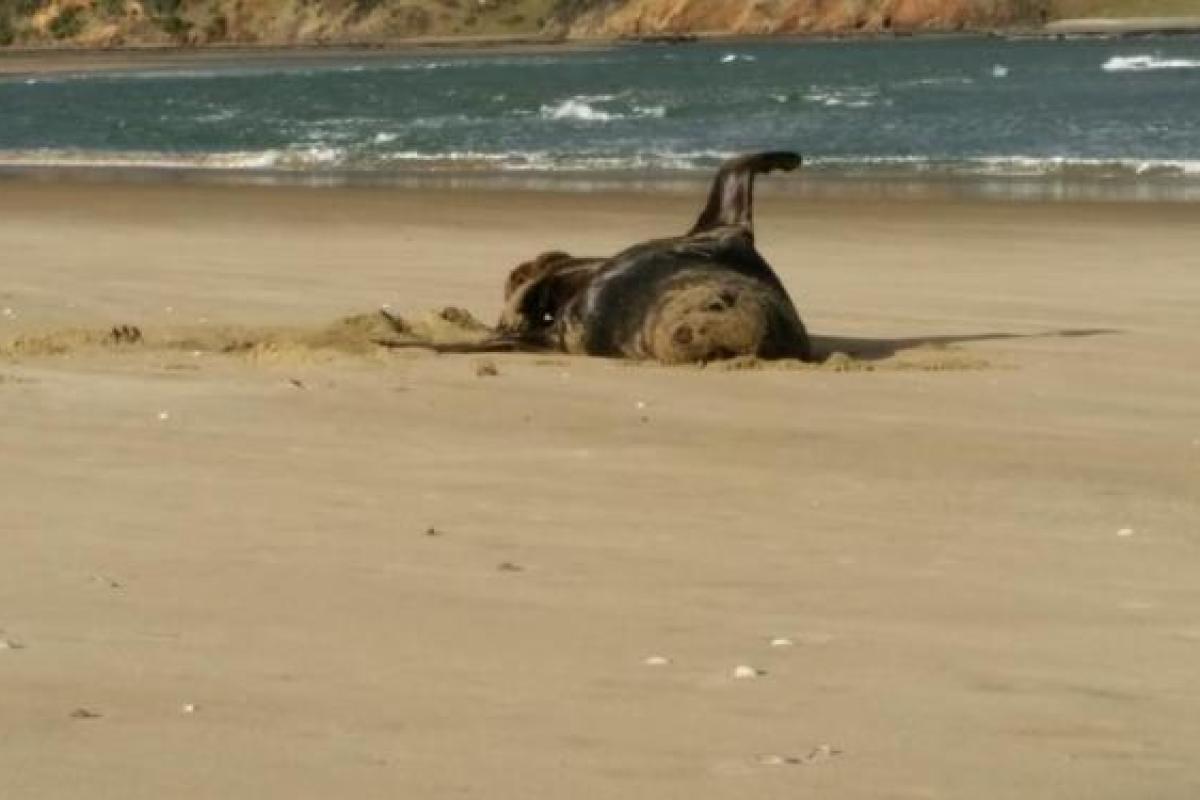 В гавайских водах дрейфует мертвый кашалот